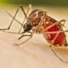 Argentina supera 513,000 casos de dengue en lo que va de 2024